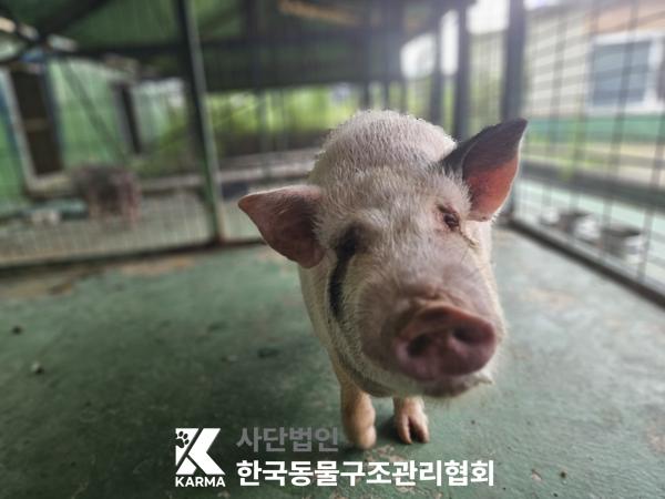 보호중 기타축종의 …